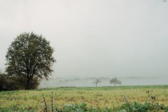 Nebellandschaft